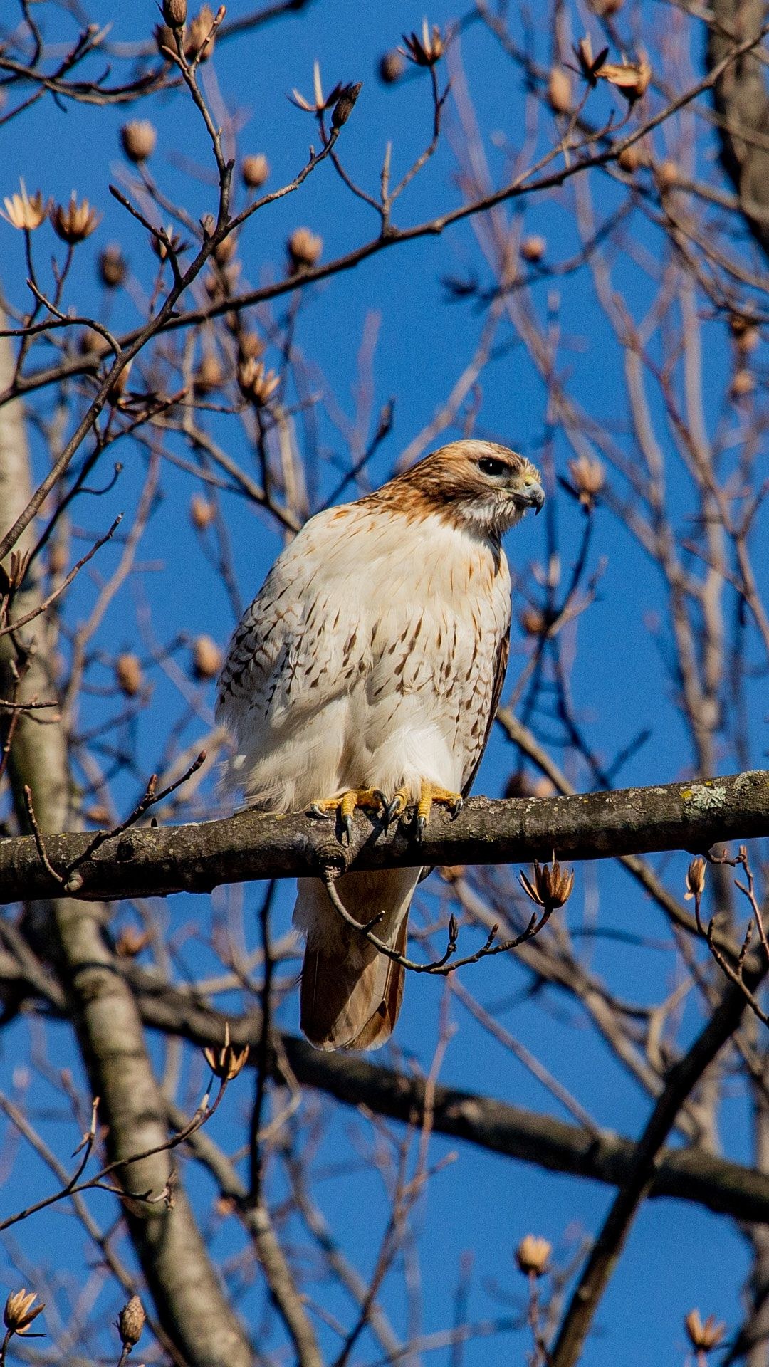 Wildlife, photograph 115