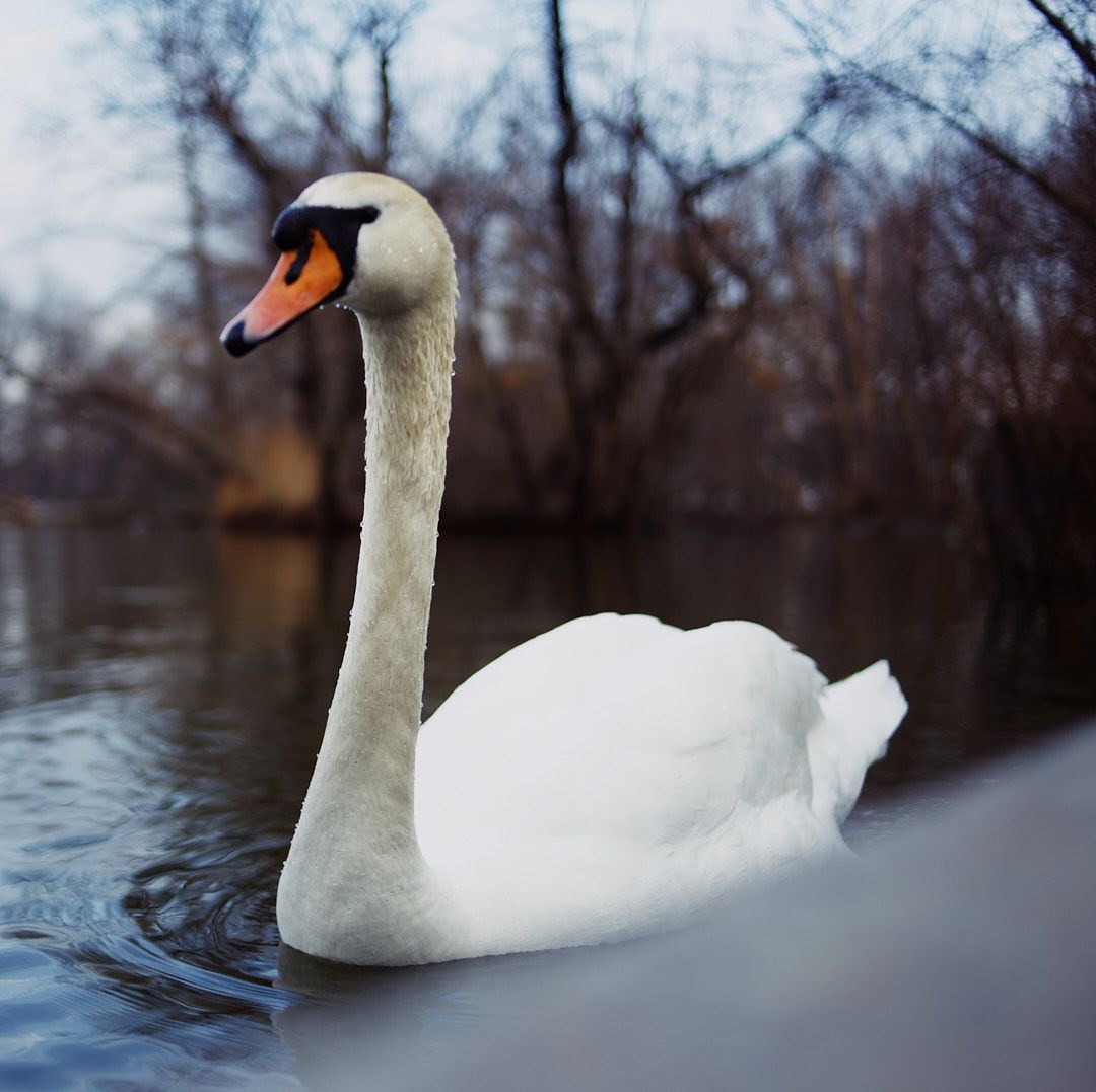 Wildlife, photograph 42