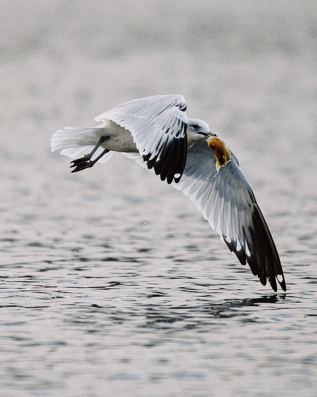 Wildlife, photograph 73