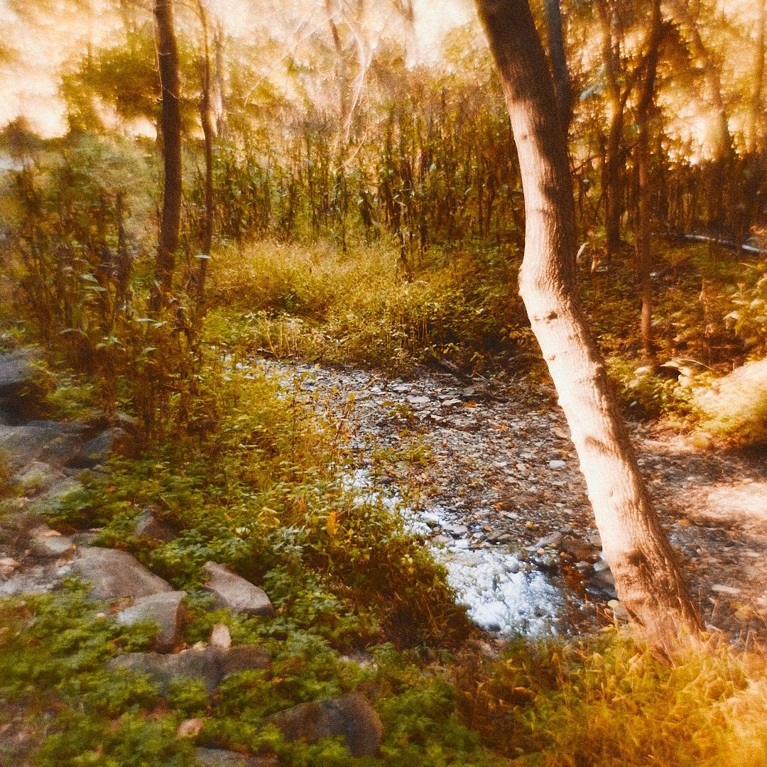 Schenley Park Walk, photograph 15