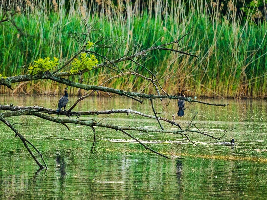 Wildlife, photograph 80