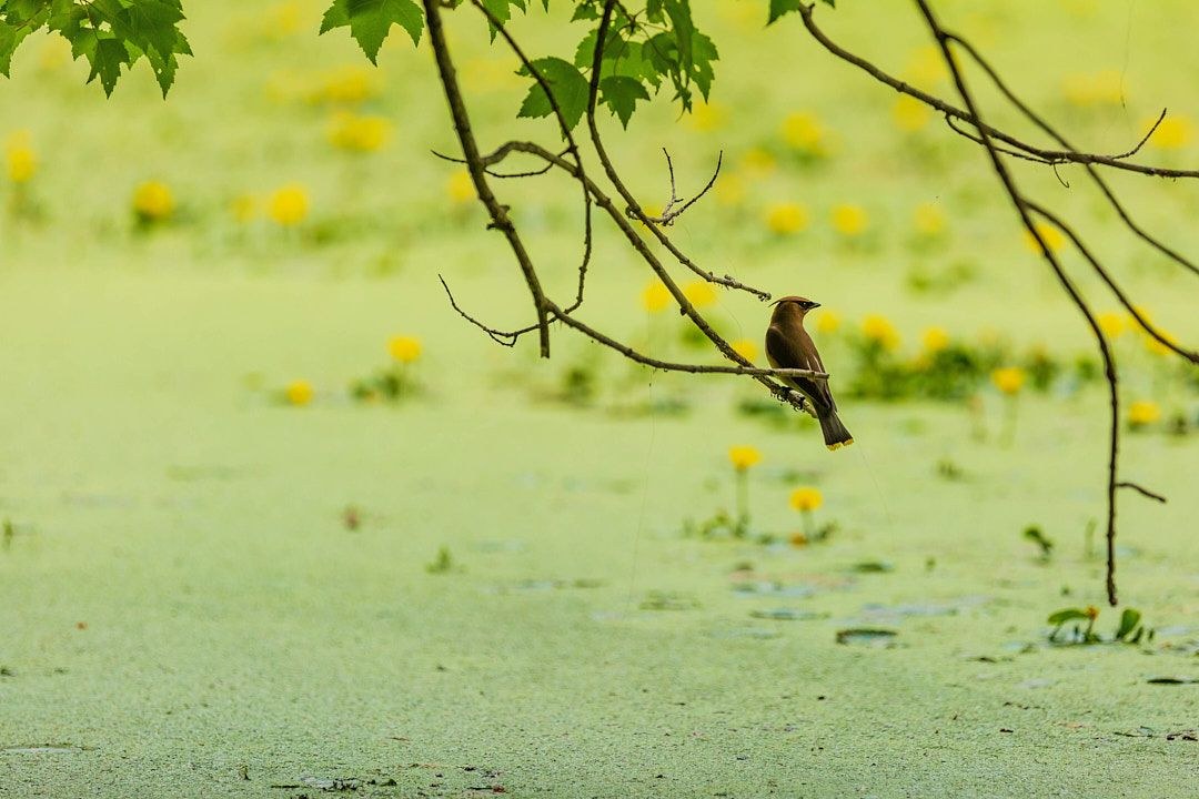 Wildlife, photograph 9