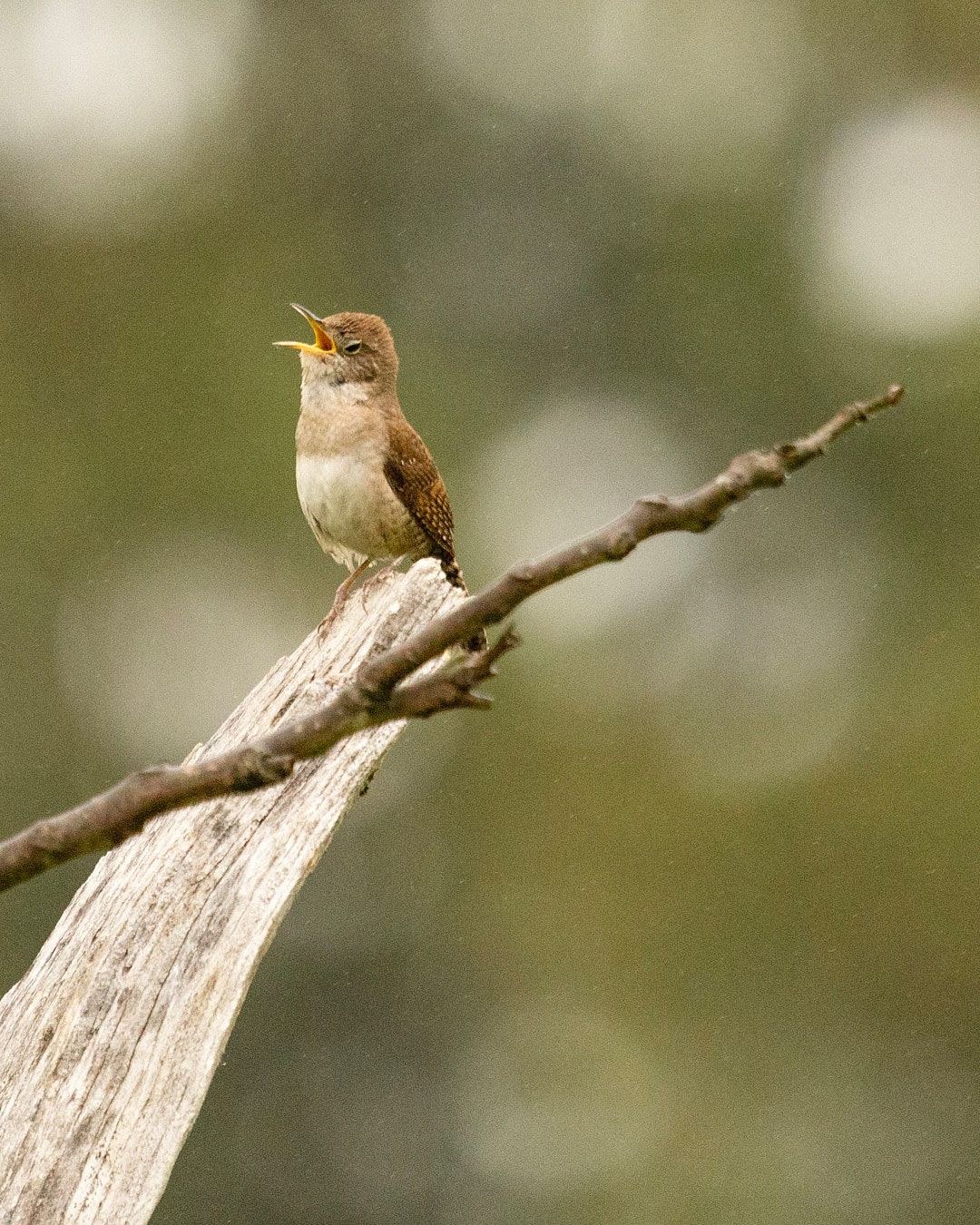 Wildlife, photograph 156