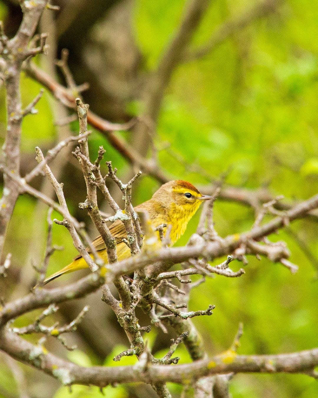 Wildlife, photograph 144