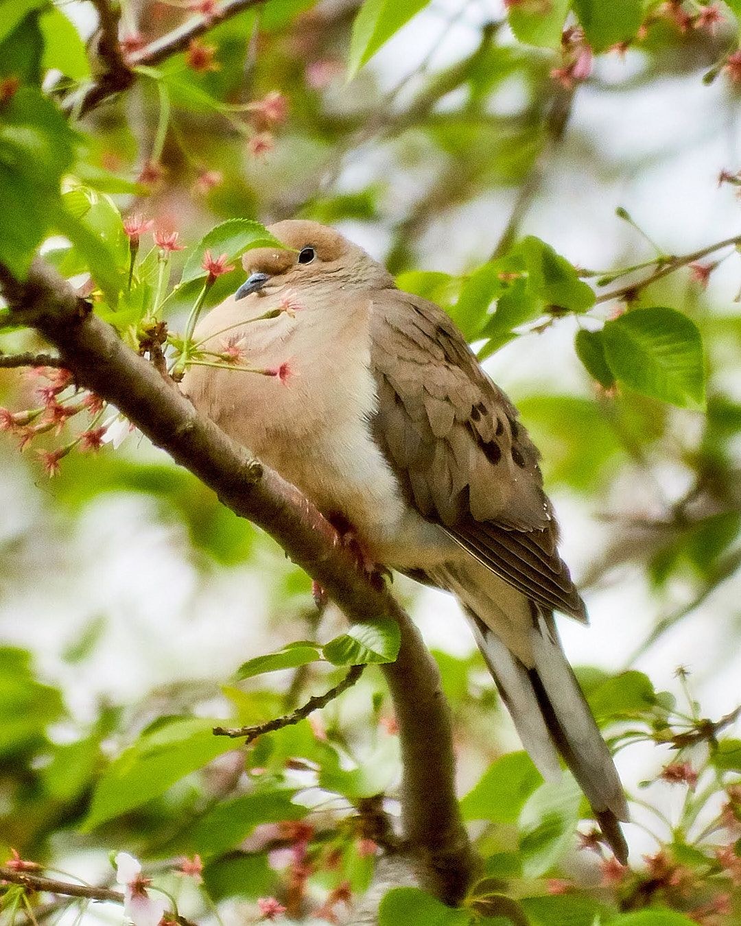 Wildlife, photograph 20
