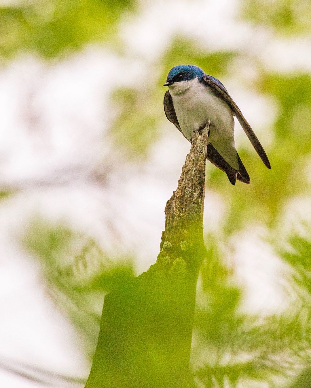 Wildlife, photograph 176