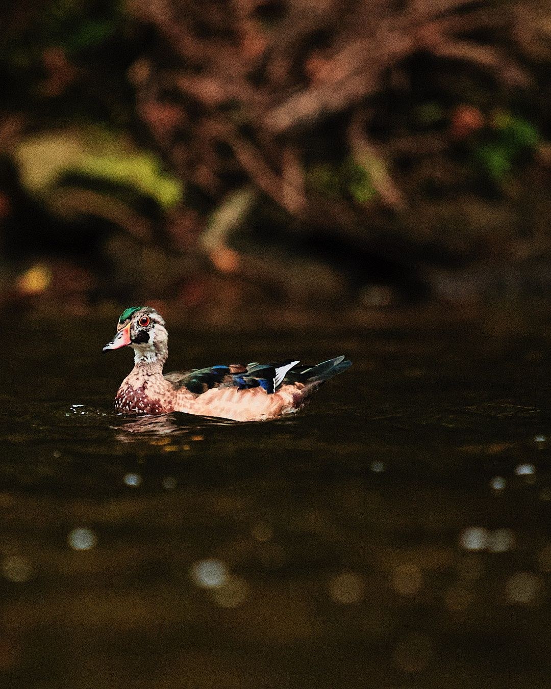 Wildlife, photograph 99