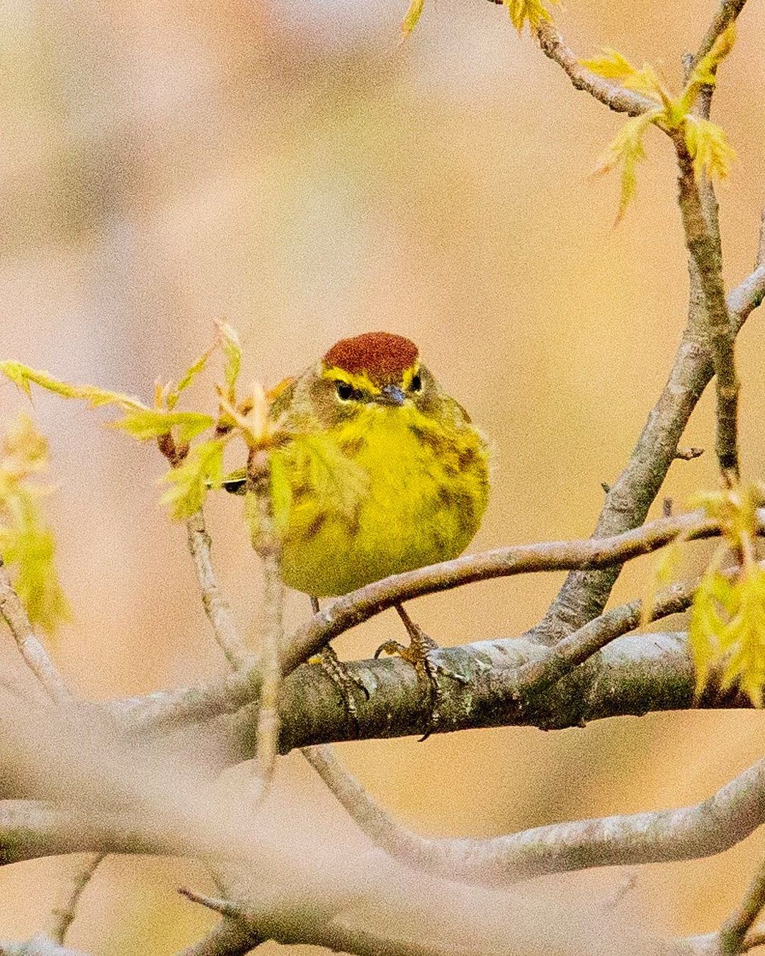 Wildlife, photograph 130