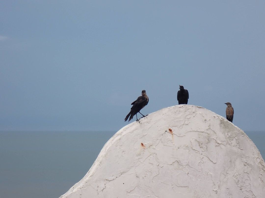 Wildlife, photograph 211