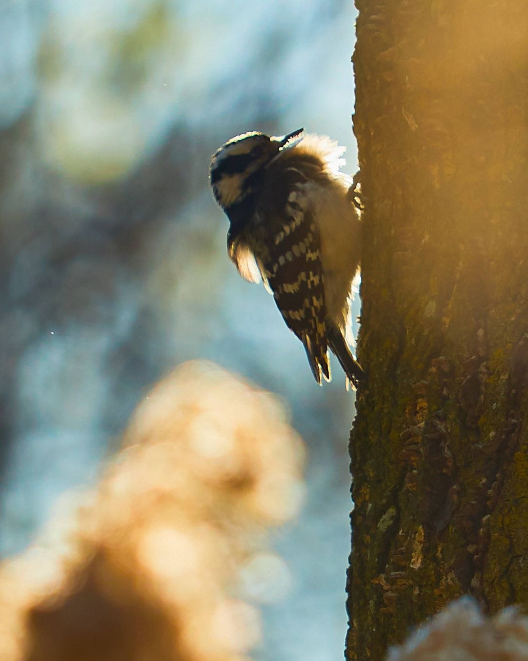 Wildlife, photograph 196