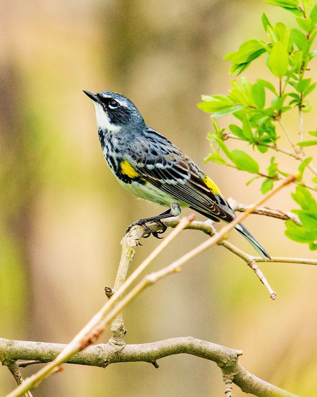 Wildlife, photograph 146