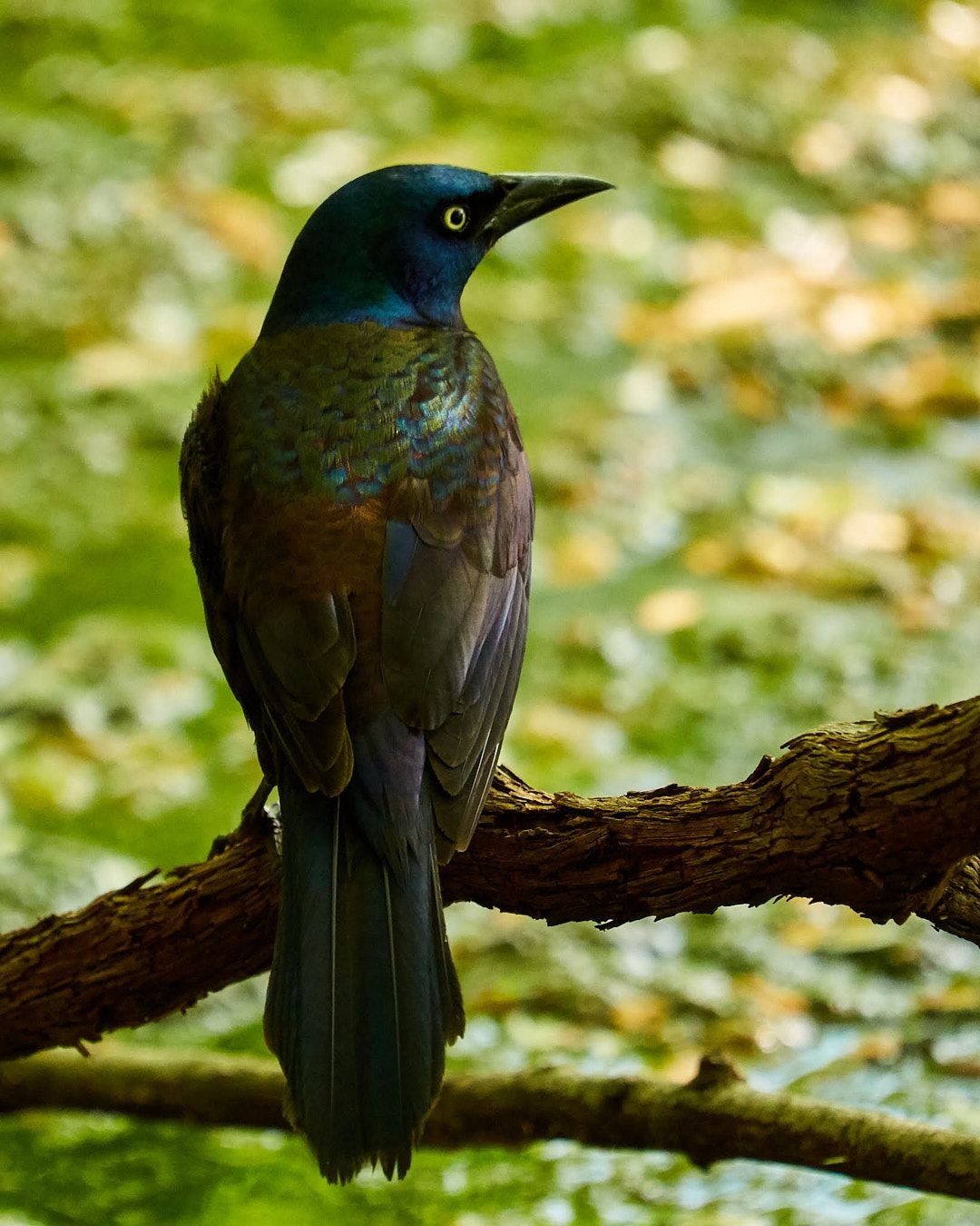 Wildlife, photograph 30