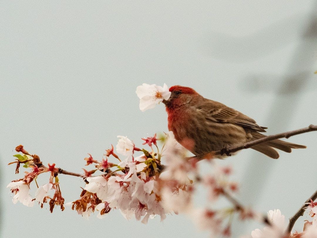 Wildlife, photograph 217