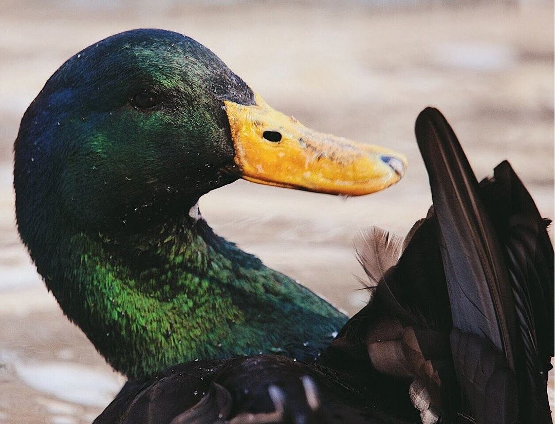 Close portrait of an iridescent green-black duck with a yellow bill