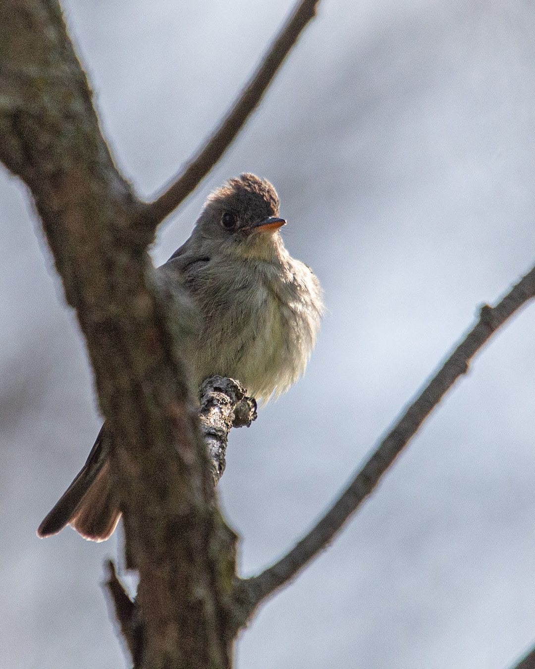 Wildlife, photograph 202