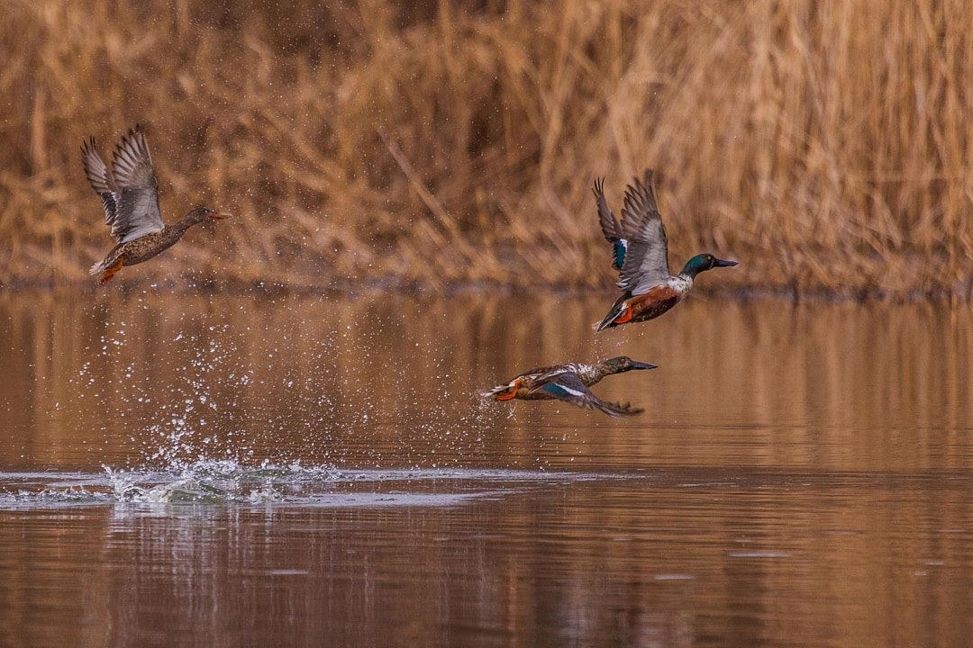 Wildlife, photograph 3