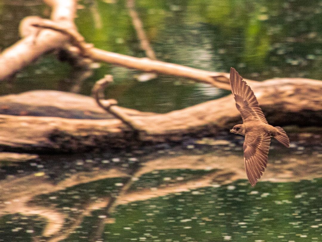 Wildlife, photograph 207