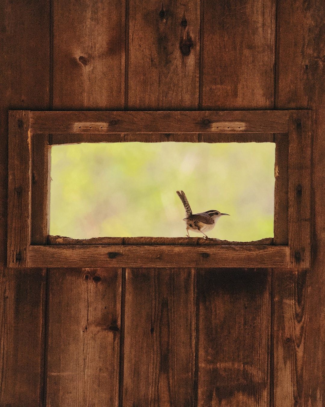 Wildlife, photograph 126