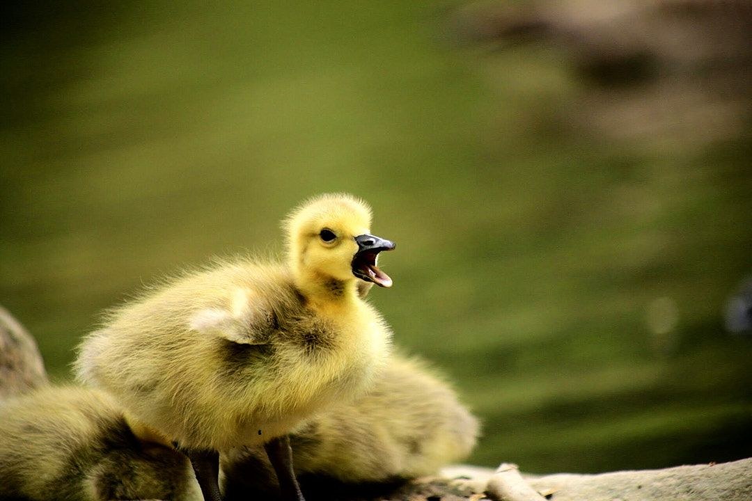 Wildlife, photograph 78