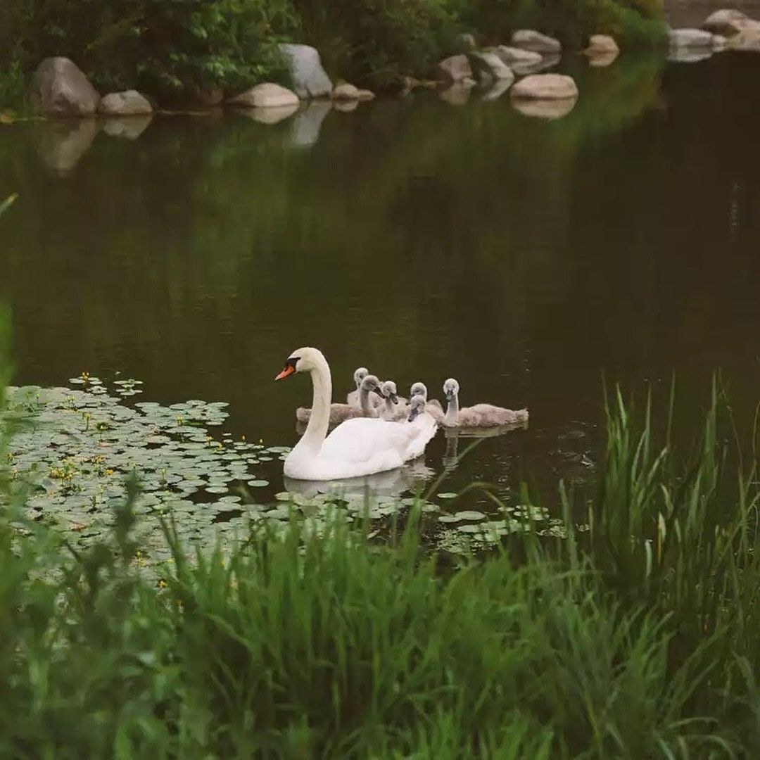 Wildlife, photograph 17