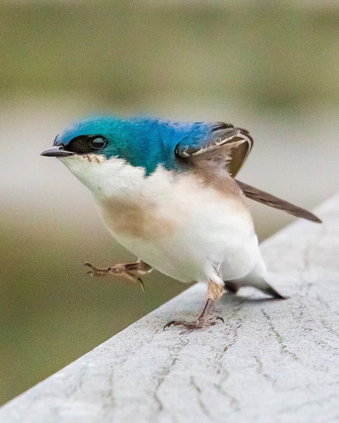 Wildlife, photograph 140