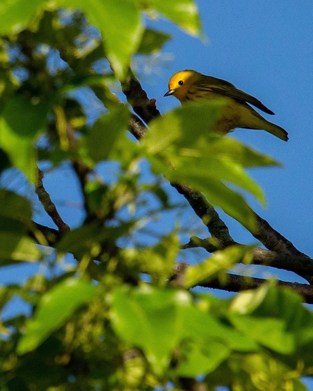 Wildlife, photograph 180
