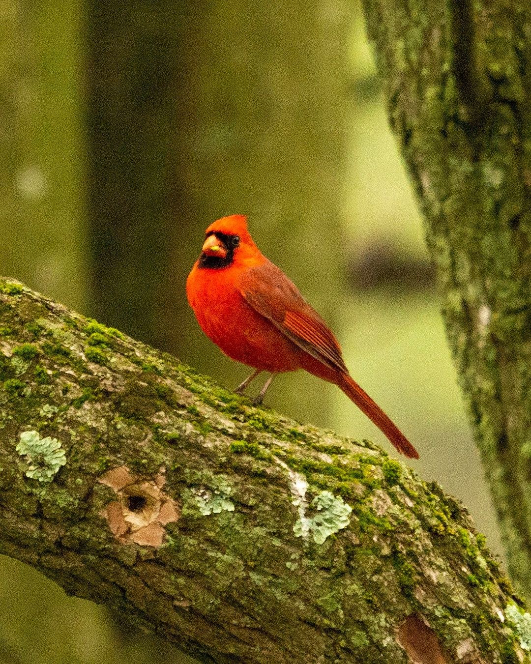 Wildlife, photograph 162