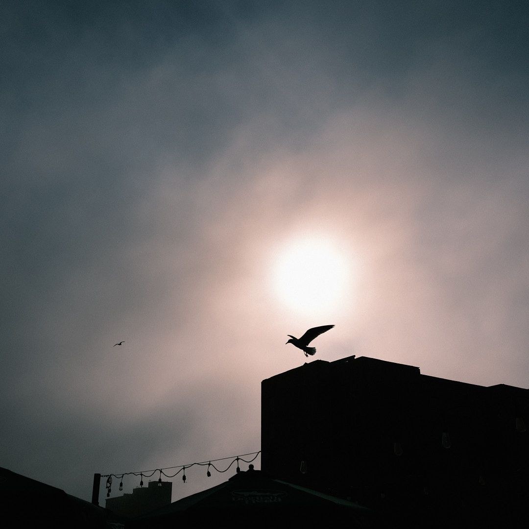 Wildlife, photograph 223