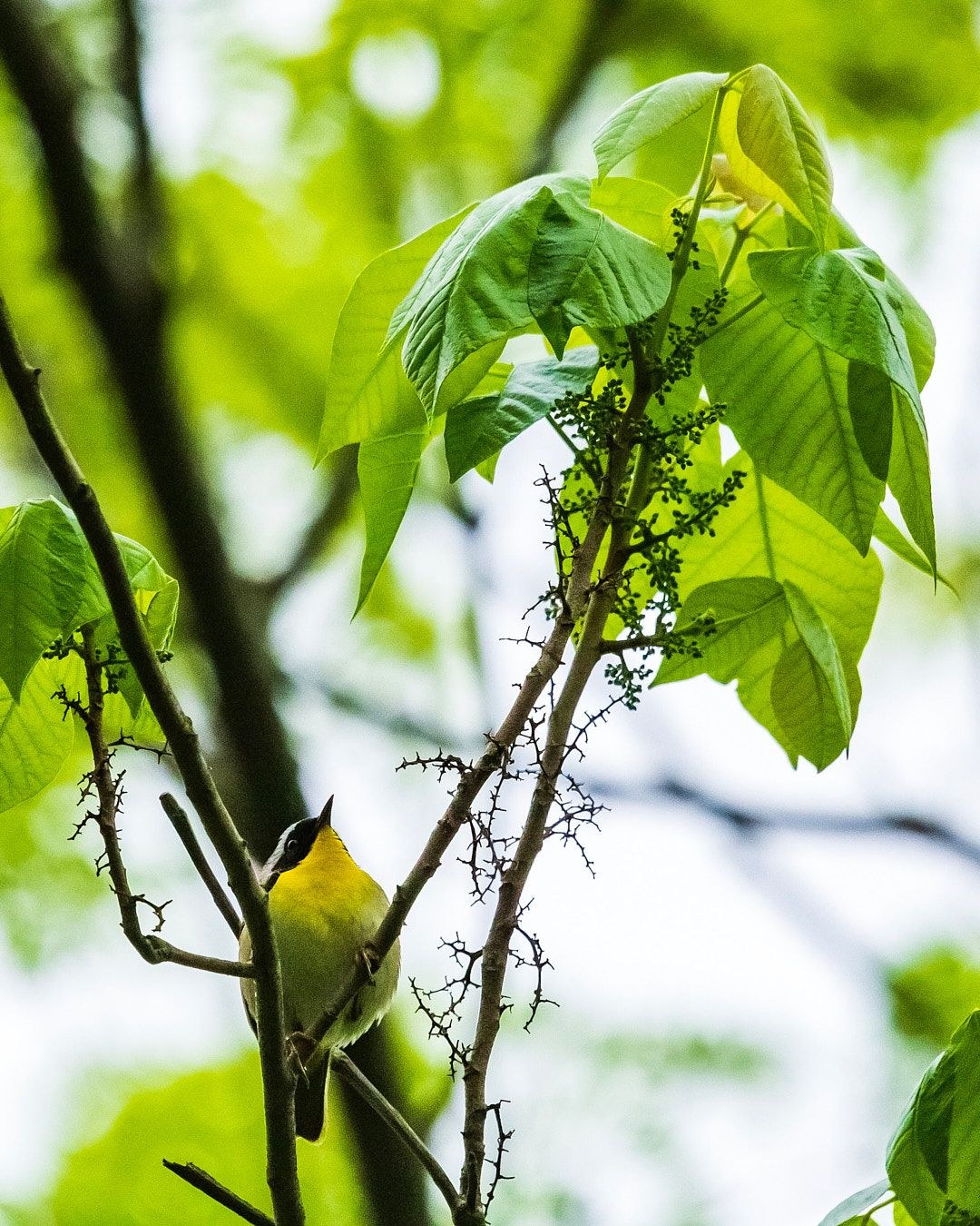 Wildlife, photograph 175