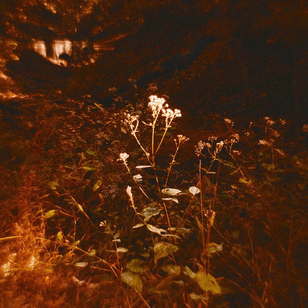Schenley Park Walk, photograph 13
