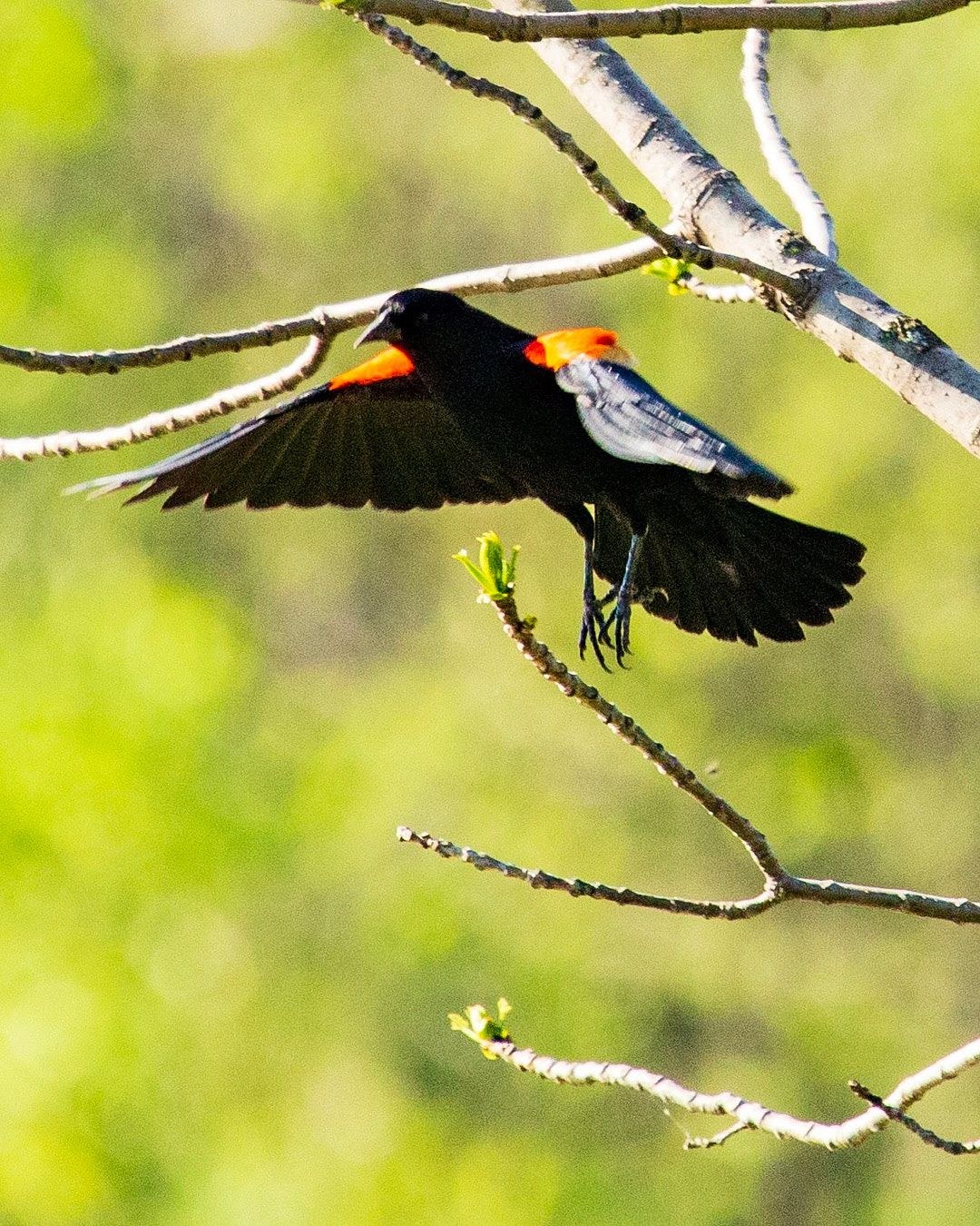 Wildlife, photograph 149