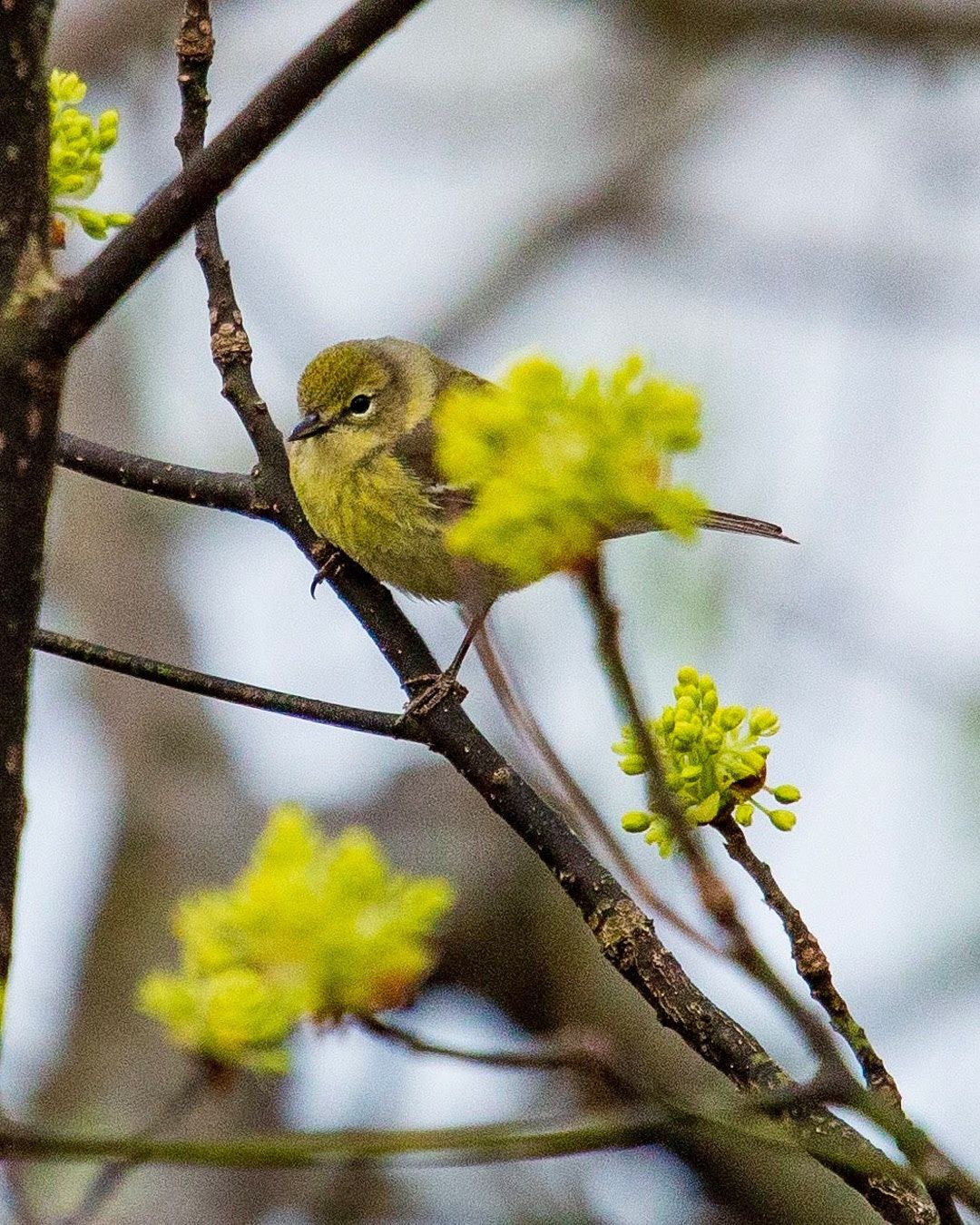 Wildlife, photograph 134