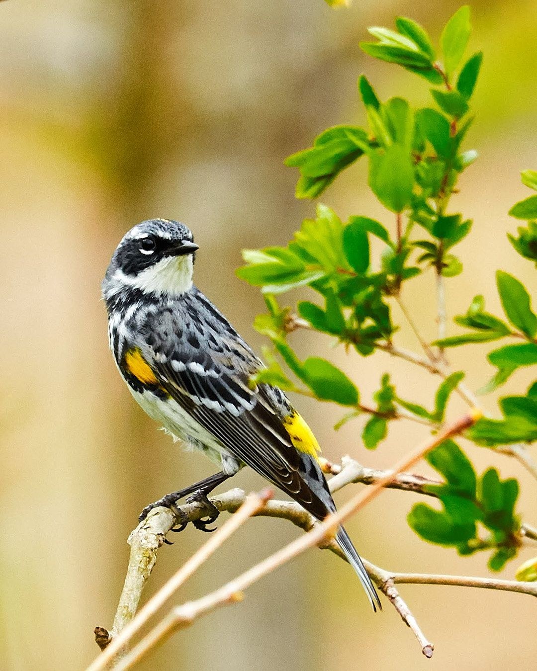 Wildlife, photograph 25