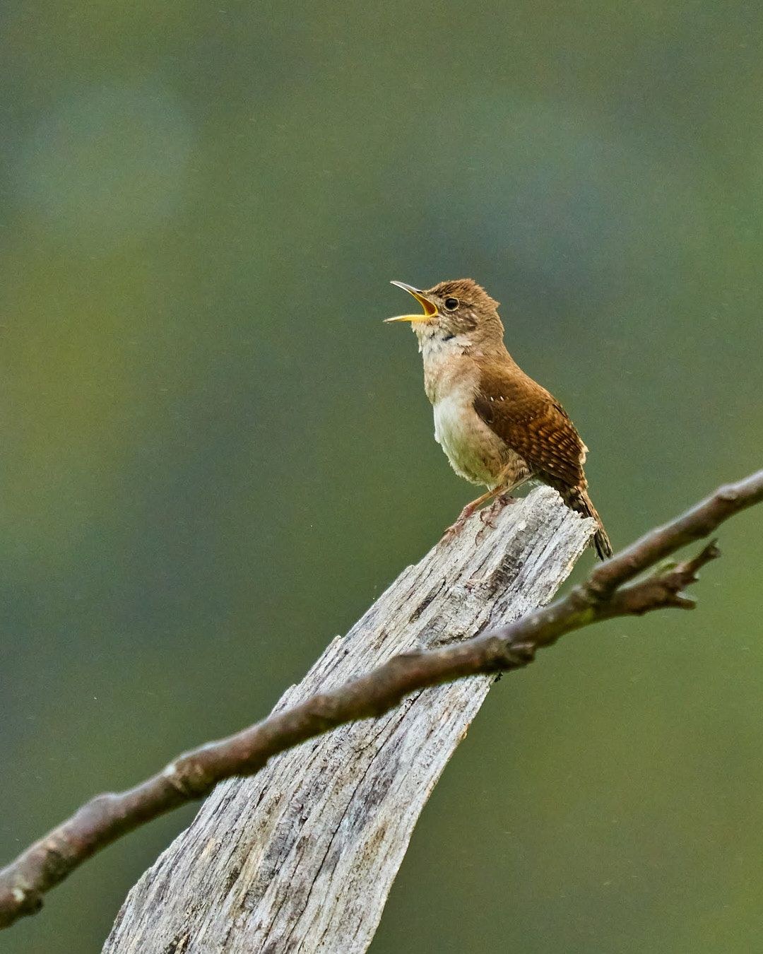 Wildlife, photograph 33