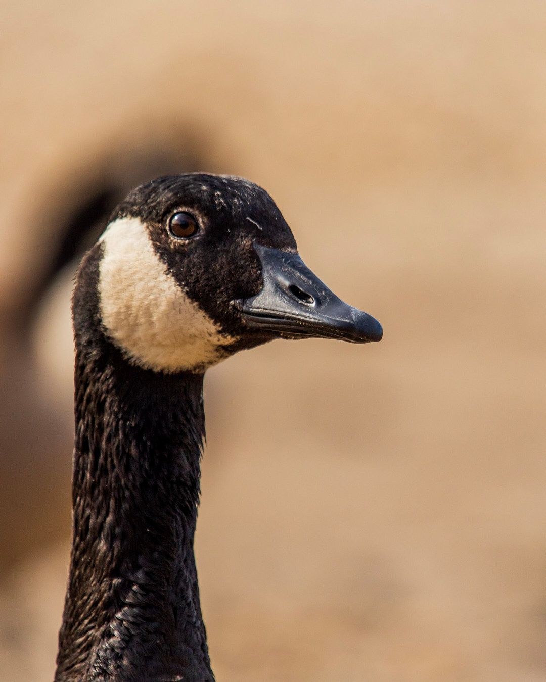 Wildlife, photograph 114