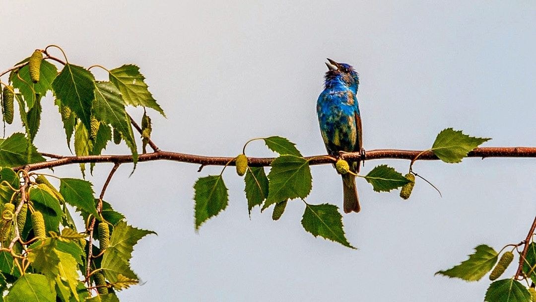 Wildlife, photograph 88