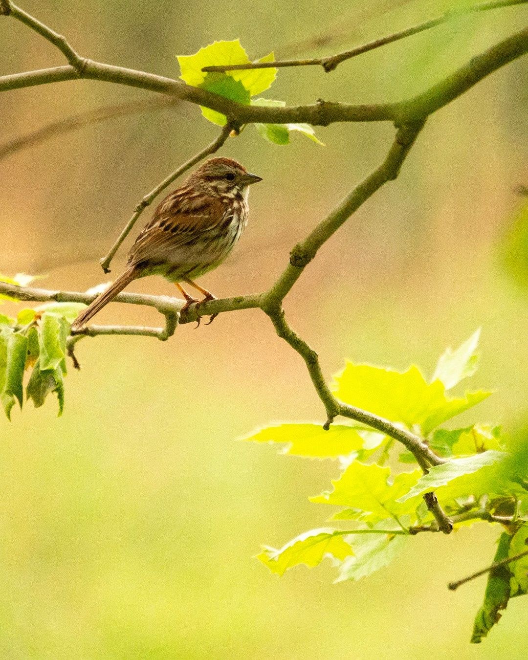 Wildlife, photograph 159