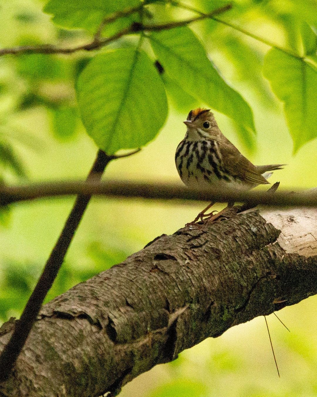 Wildlife, photograph 169