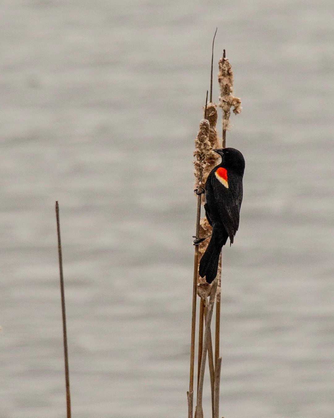 Wildlife, photograph 139