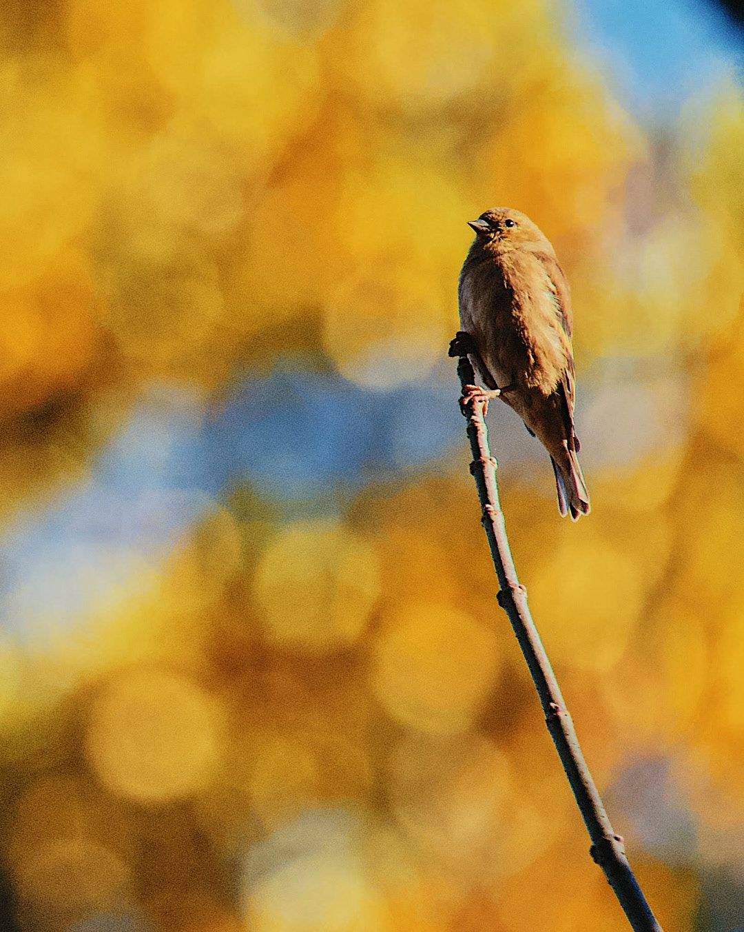 Wildlife, photograph 101