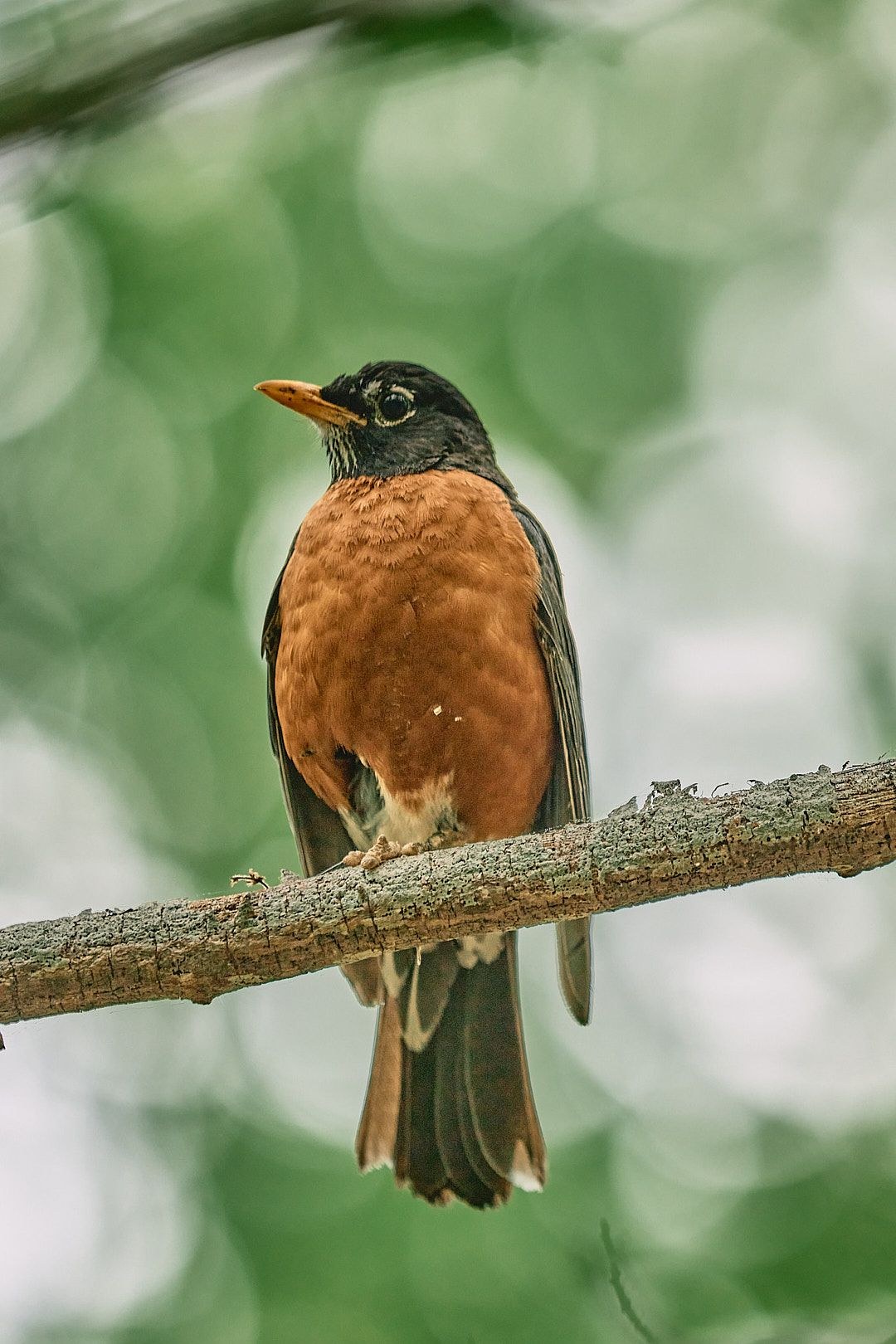 Wildlife, photograph 18