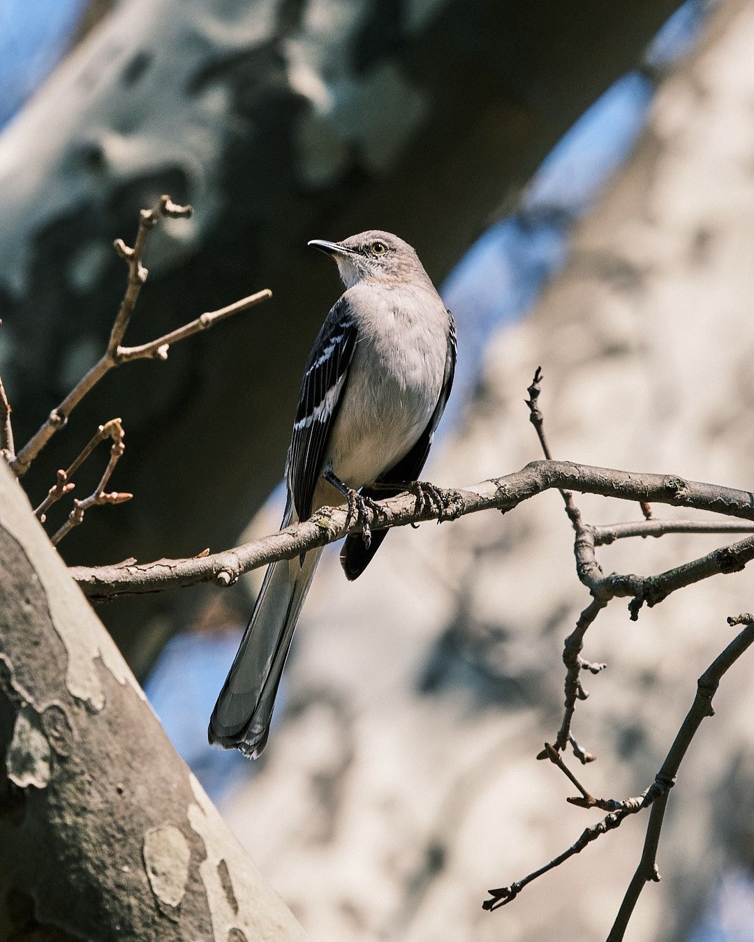 Wildlife, photograph 213