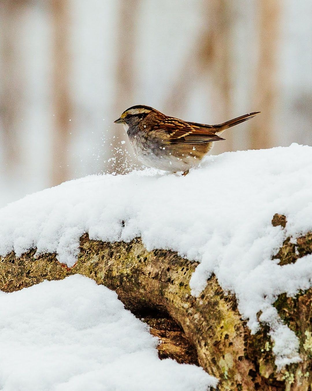 Wildlife, photograph 111