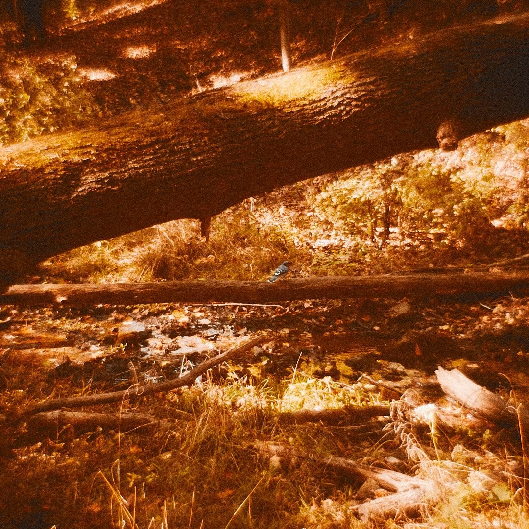 Schenley Park Walk, photograph 3