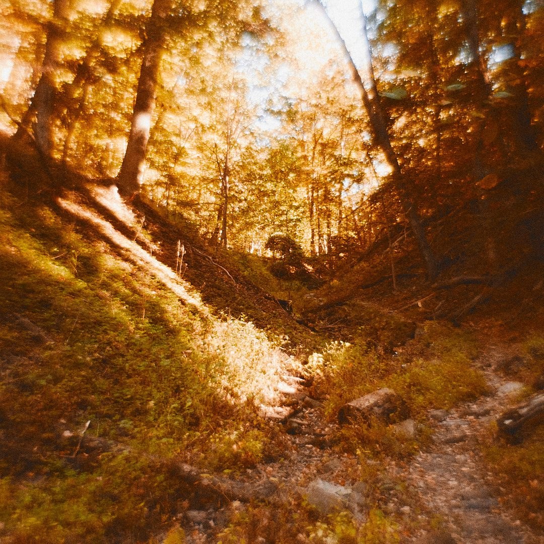Schenley Park Walk, photograph 10