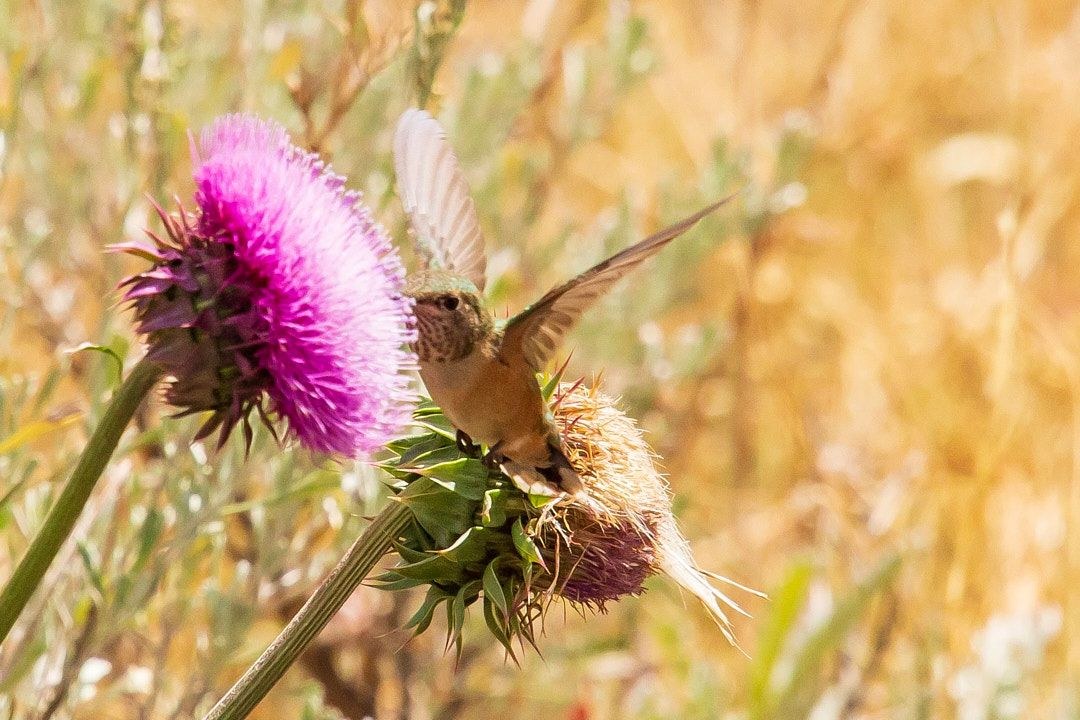 Wildlife, photograph 92