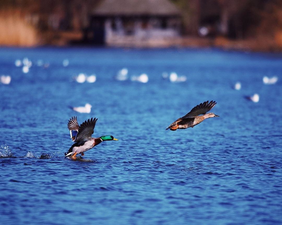 Wildlife, photograph 69