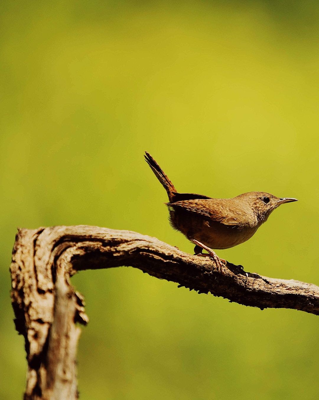 Wildlife, photograph 89