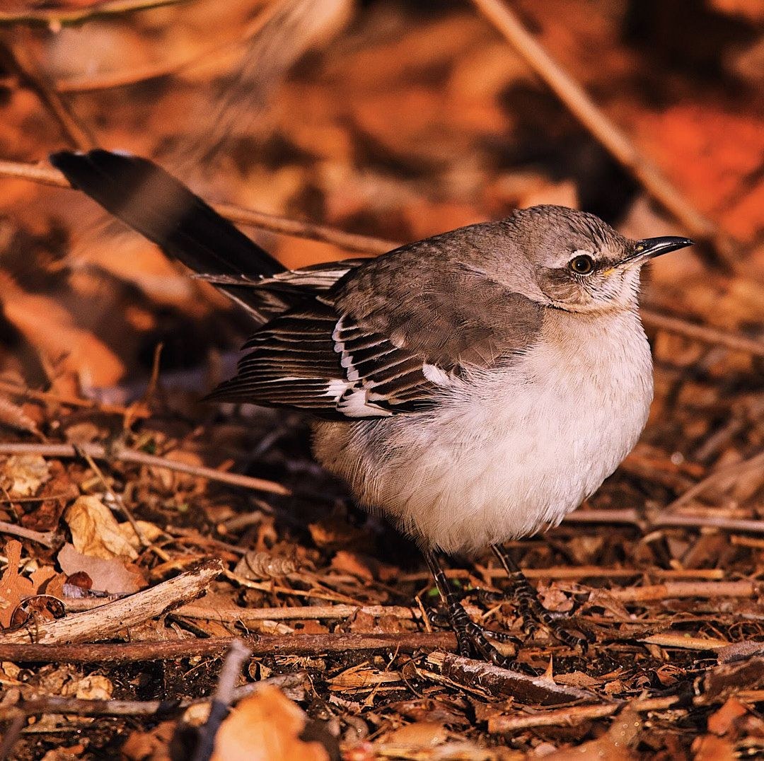 Wildlife, photograph 64