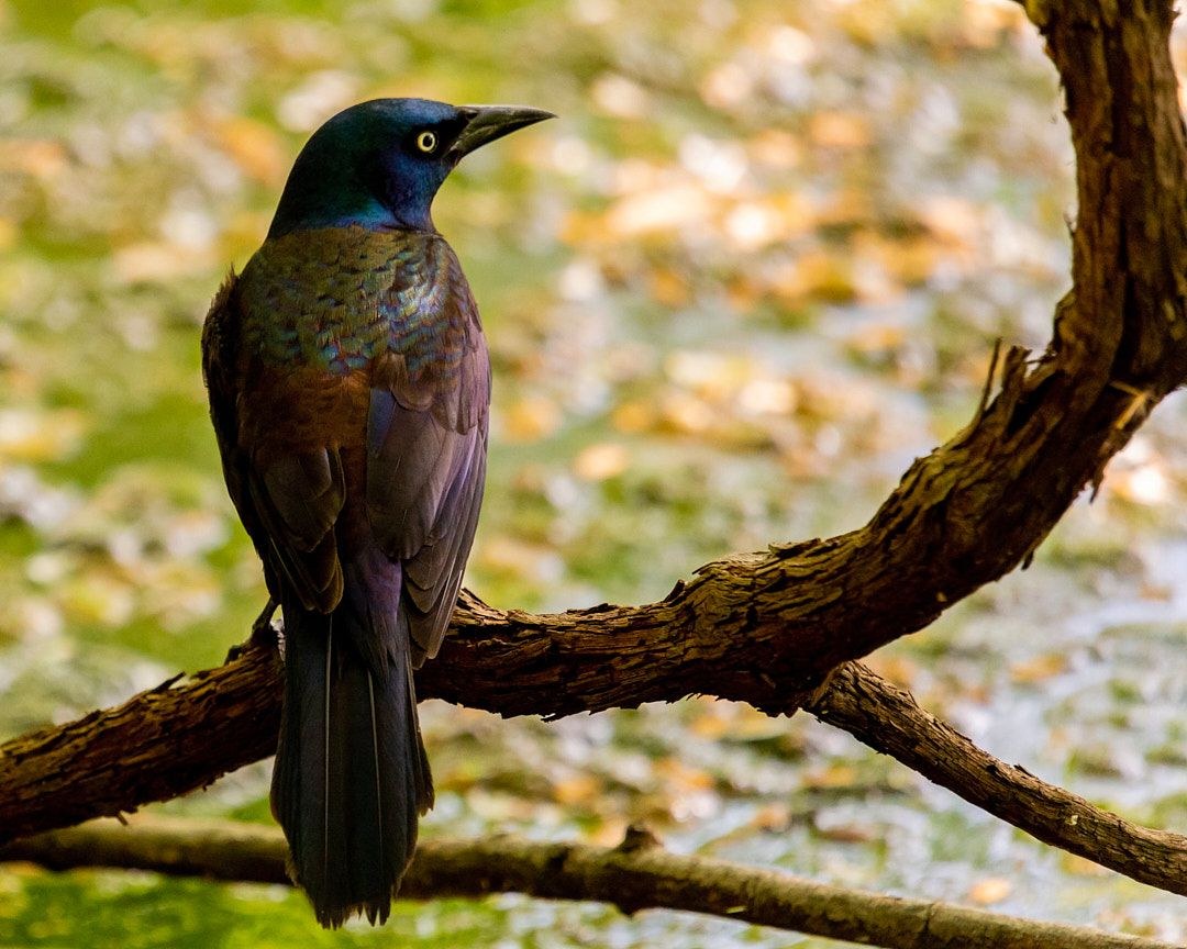 Wildlife, photograph 173